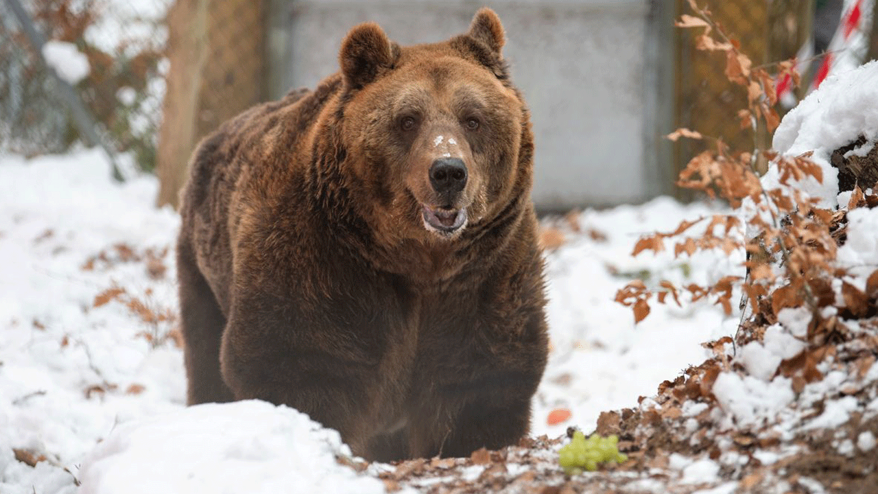 Aç ayı Ankara’da bir restorana girdi