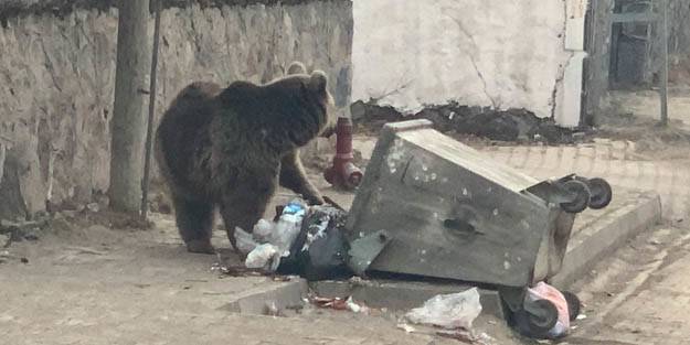 Aç ayı şehre inip yiyecek aradı!