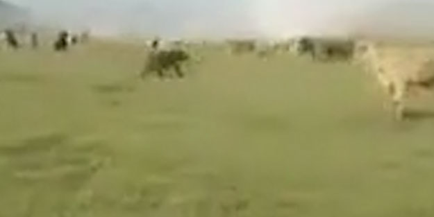 Aç ayı sürünün ortasına daldı! Çobanlar o anları kaydetti