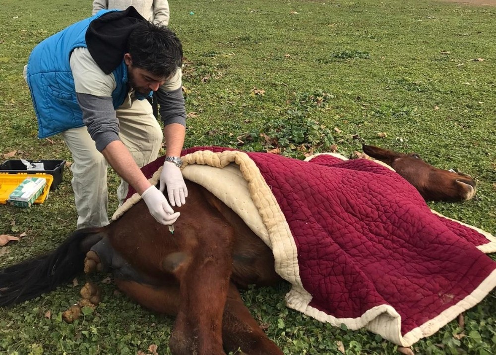 Aç bırakıp ölüme terk ettiler, yaralı halde bulundu 