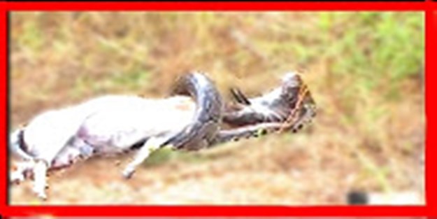 Aç gözlü yılanın sonu korkunç oldu