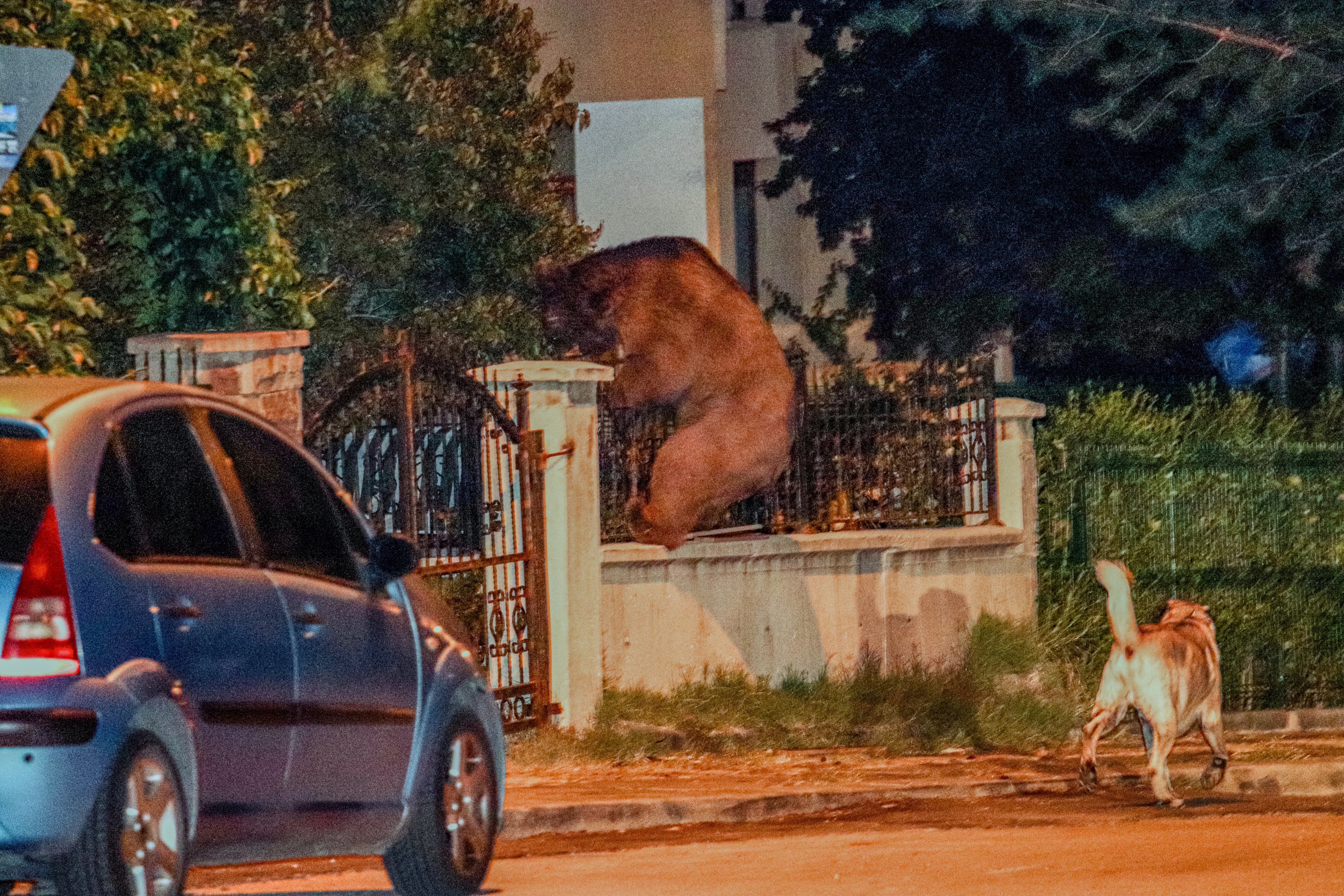 Aç kalan ayı Ankara sokaklarını karıştırdı