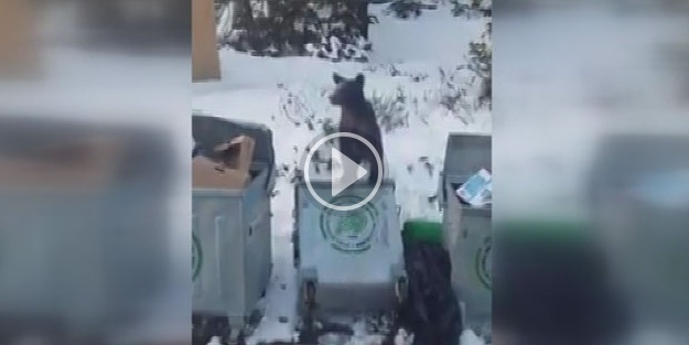 Aç kalan ayı çöpte yiyecek aradı