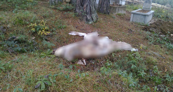 Aç kalan ayı mezardan çıkardığı cesedi yedi