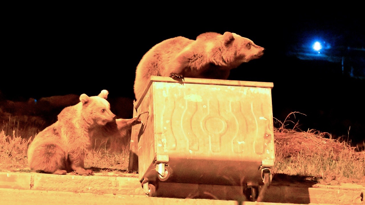 Aç kalan ayılar bakın ne yaptı!