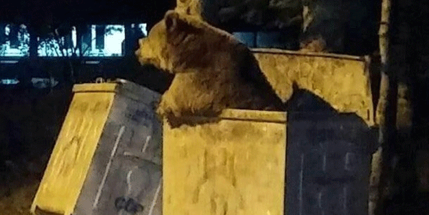 Aç kalan ayılar çöp konteynerlarına dadandı