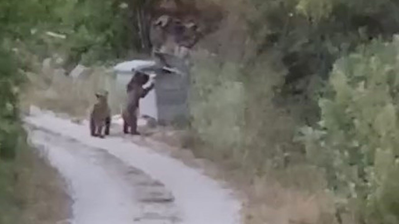 Aç kalan ayılar köye indi! O anlar böyle kaydedildi