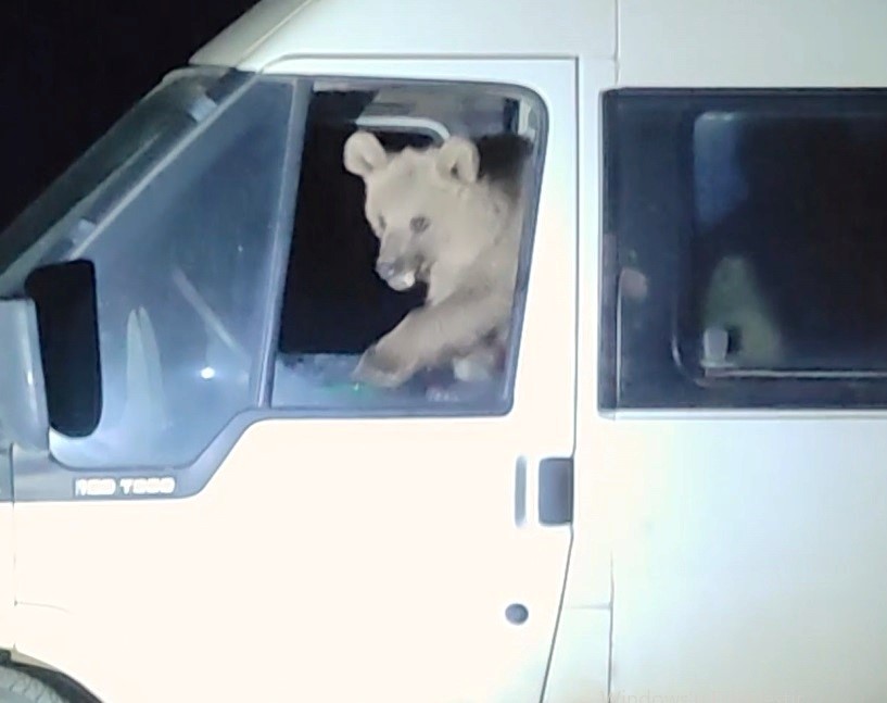 Aç kalan ayılar minibüsün içine girerek yiyecek aradı