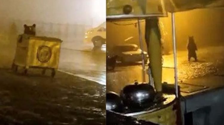 Aç kalan ayılar tesisi bastı!