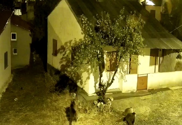 Aç kalan ayıların yaptıkları şaşırttı