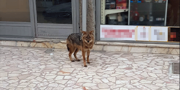 Aç kalan çakal şehre indi