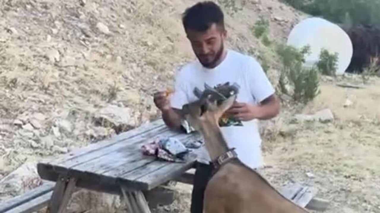 Aç kalan dağ keçisini elleriyle besledi