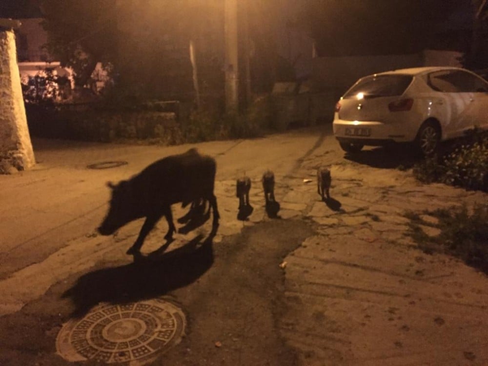 Aç kalan domuz ailesi Bodrum’a indi 