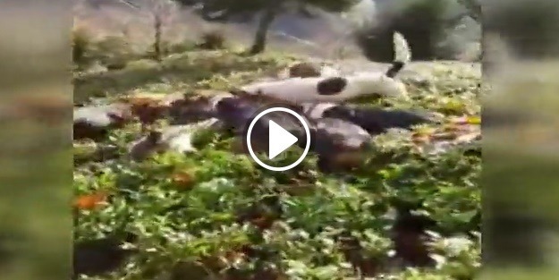 Aç kalan domuz köye inince köpeklere yem oldu