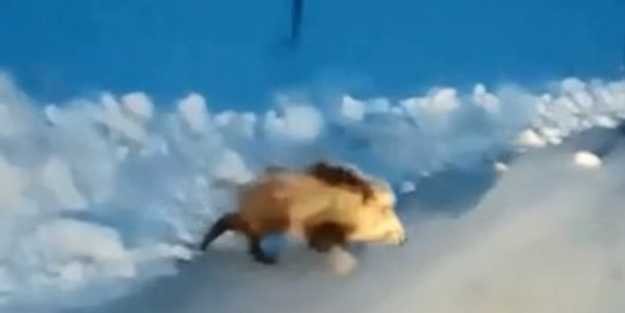 Aç kalan domuz şehre indi