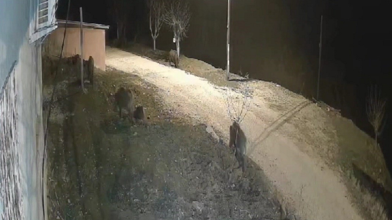 Aç kalan domuz sürüsü köye indi! O anlar kamerada