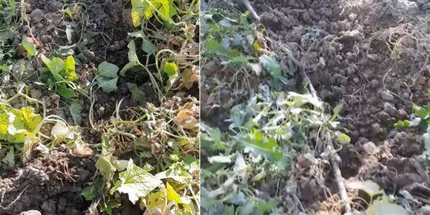 Aç kalan domuz sürüsü sebze bahçelerini talan etti