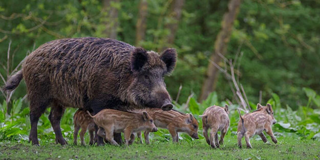 Aç kalan domuz sürüsü şehre indi!