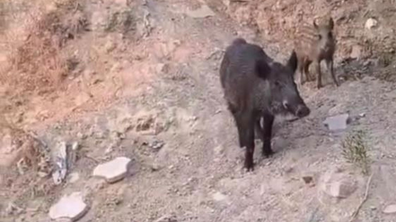 Aç kalan domuz sürüsü şehre indi