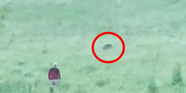 Aç kalan domuz sürüsü şehre indi vatandaşlar kovaladı! O anlar kamerada