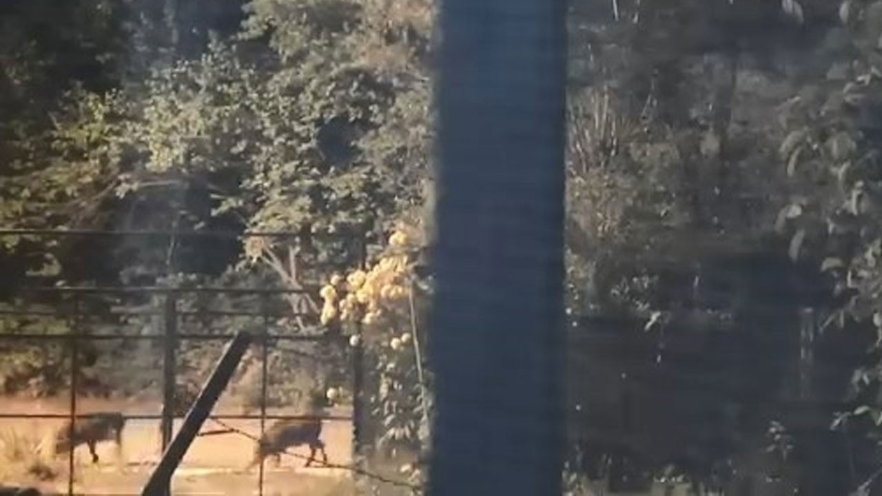 Aç kalan domuz sürüsü yerleşim yerine indi