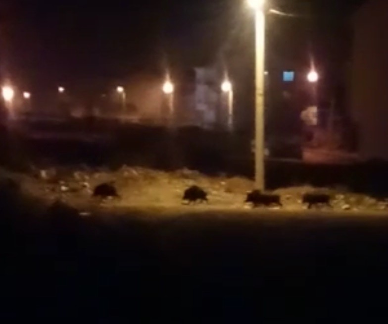 Aç kalan domuzlar mahalleye indi 