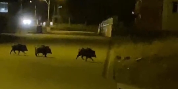 Aç kalan domuzlar şehir merkezine indi