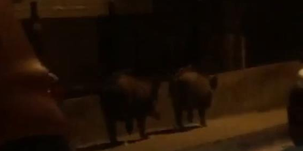 Aç kalan domuzlar şehre indi