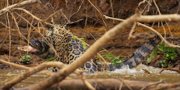 Aç kalan jaguar timsahı avladı