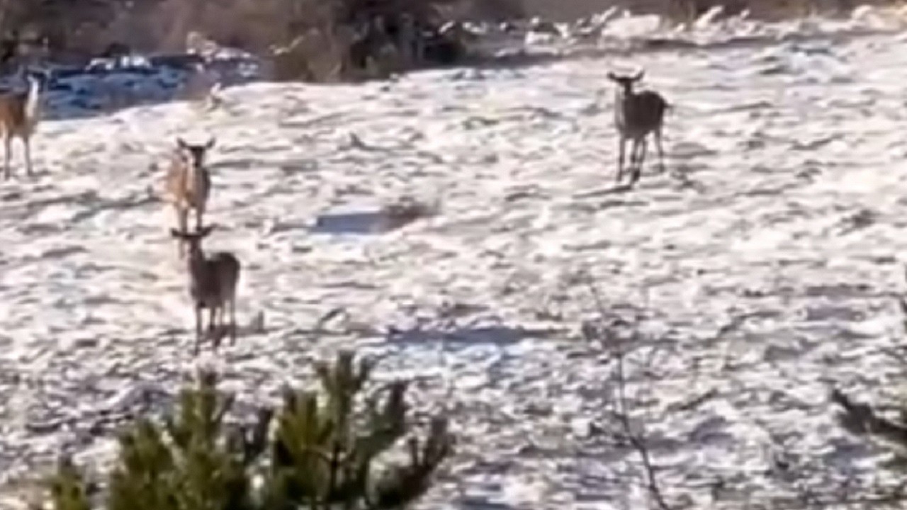 Aç kalan karacalar yaylaya indi