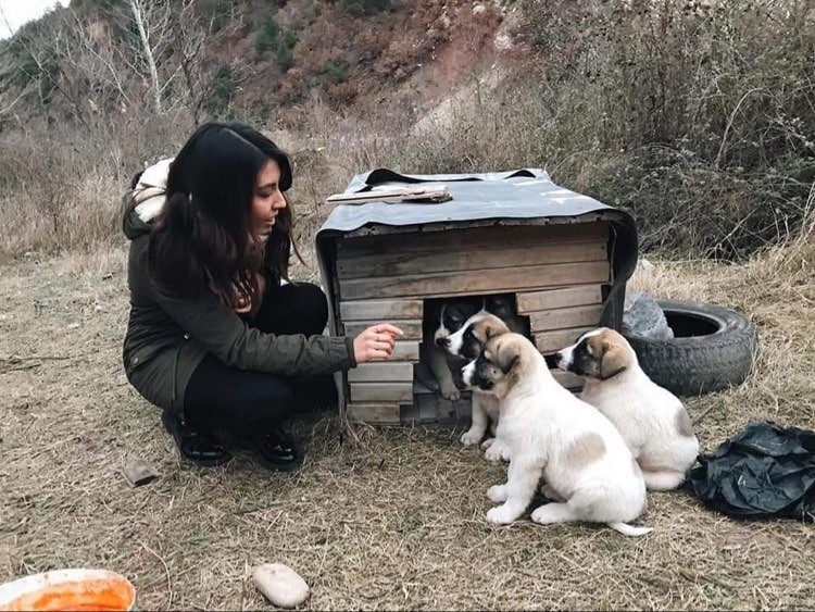 Aç kalan köpekler için topyekun seferberlik 