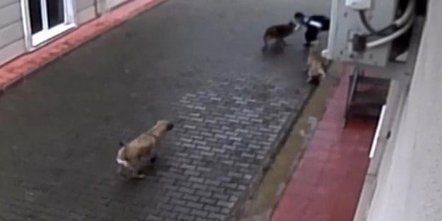 Aç kalan köpekler ilkokul öğrencisine saldırdı