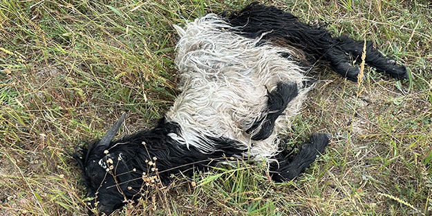Aç kalan köpekler koyun sürüsüne daldı!