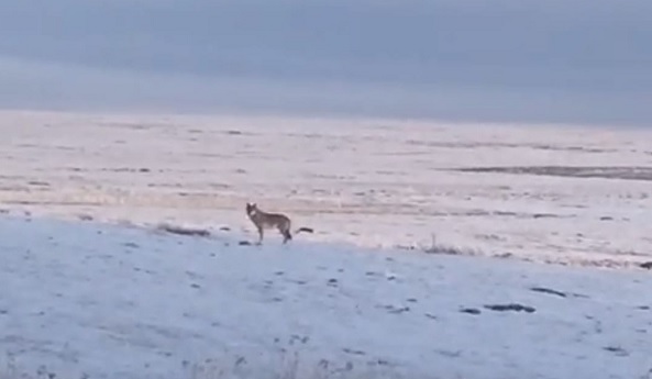 Aç kalan kurt, Ardahan Ovası'na indi