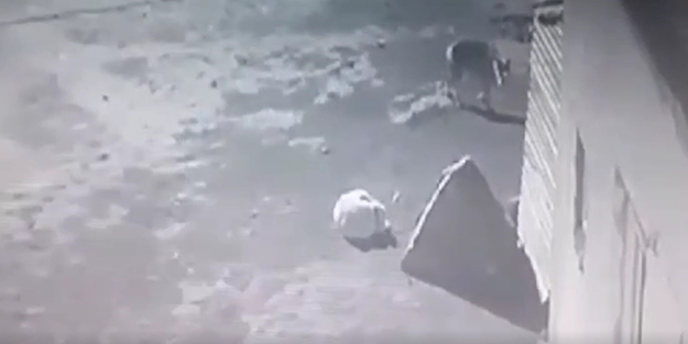 Aç kalan kurt köpeği parçaladı! O anlar anbean kamerada