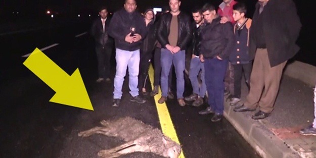 Aç kalan kurt köye indiğine pişman oldu!