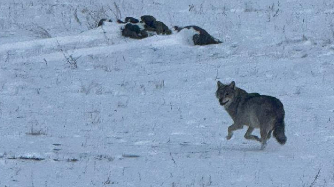 Aç kalan kurt köye indi! O anlar kamerada