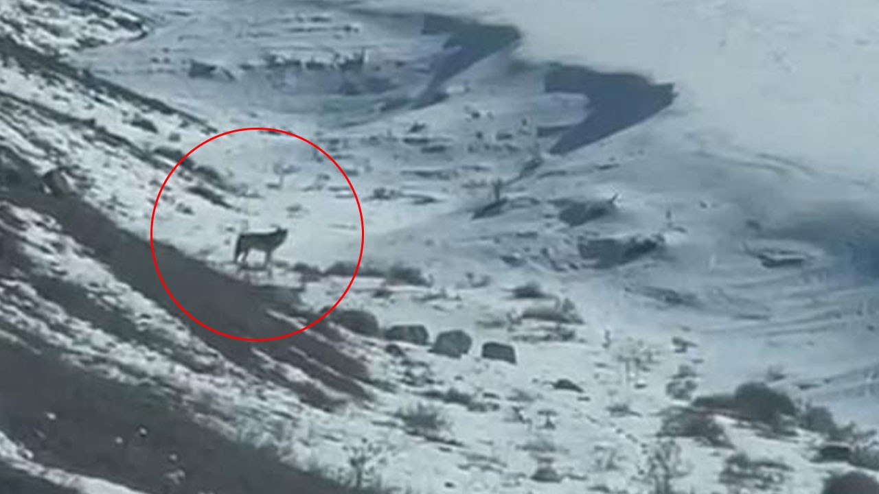 Aç kalan kurt köye indi! O anlar kamerada