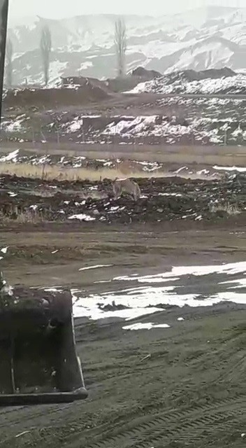 Aç kalan kurt köye kadar indi 