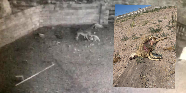 Aç kalan kurt koyunlara saldırdı! Ağıldaki kaçışma anları kamerada