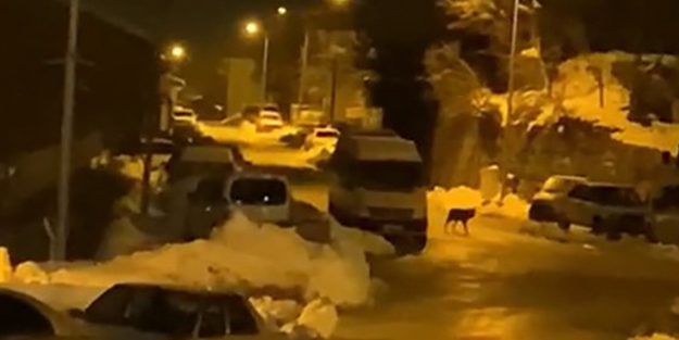 Aç kalan kurt şehir merkezine indi!