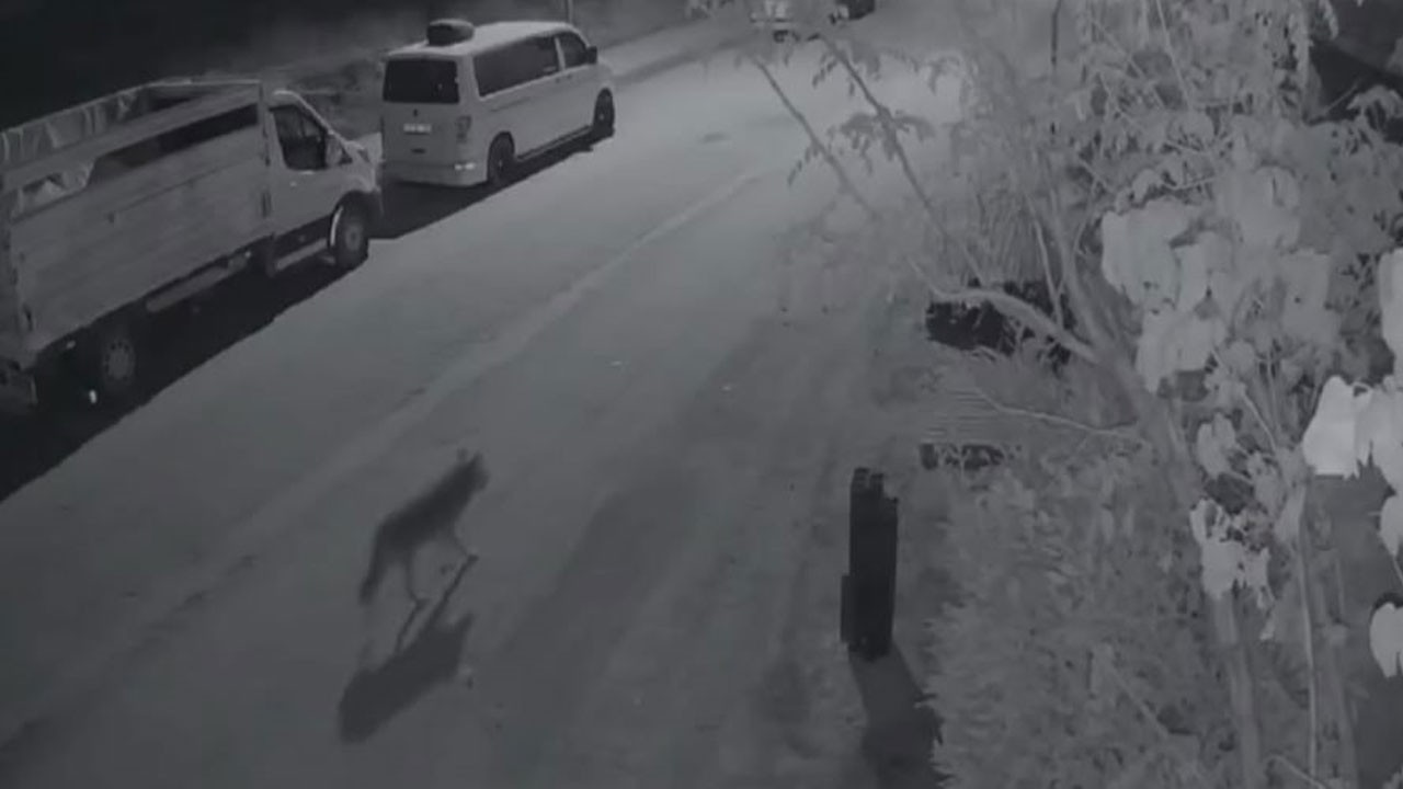 Aç kalan kurt şehir merkezine indi