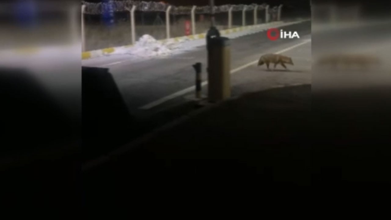 Aç kalan kurt şehre indi