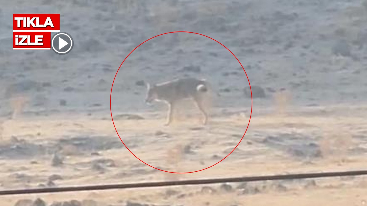 Aç kalan kurt şehre indi! O anlar kamerada