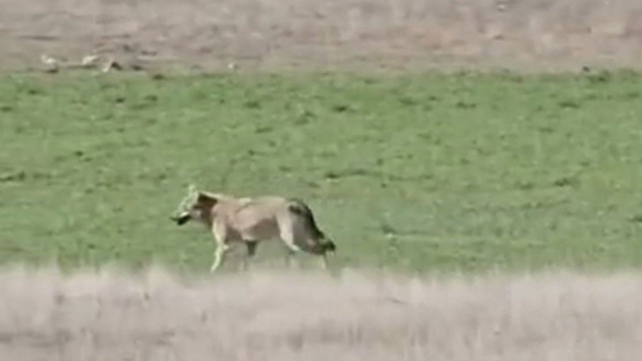 Aç kalan kurtlar başkente indi