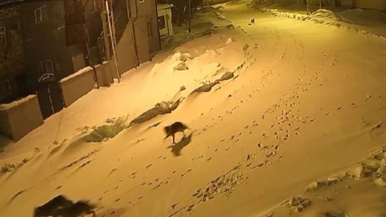 Aç kalan kurtlar köye indi!