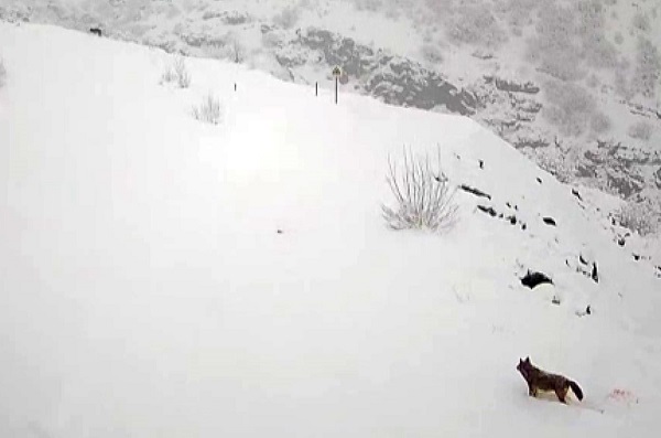 Aç kalan kurtlar köye indi! O anlar kameralara yansıdı