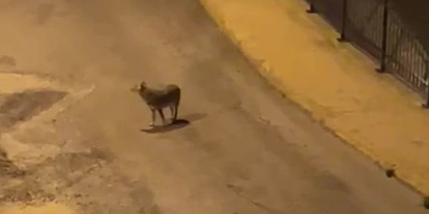 Aç kalan kurtlar şehir merkezine indi! O anlar böyle kaydedildi