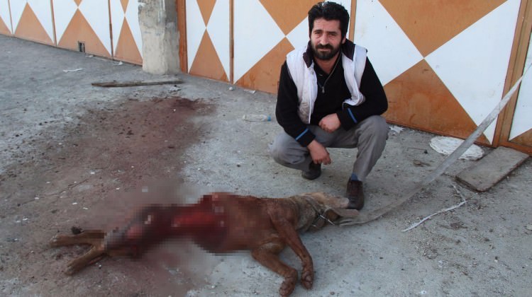 Aç kalan kurtlar şehre indi! Köpeği parçaladı