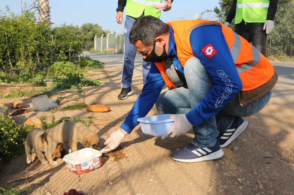 Aç kalan sokak hayvanlarının imdadına belediye yetişti 